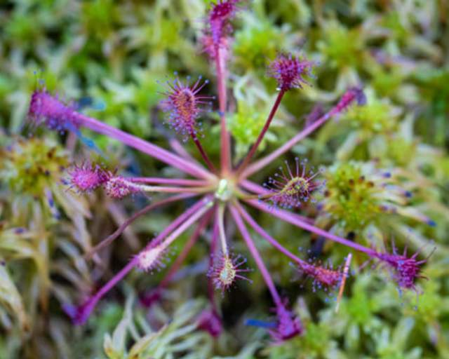 Sundew