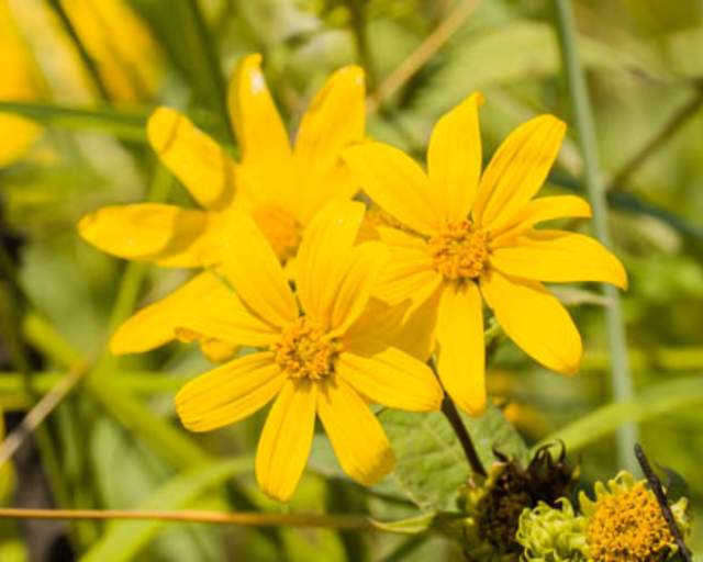 Tickweed