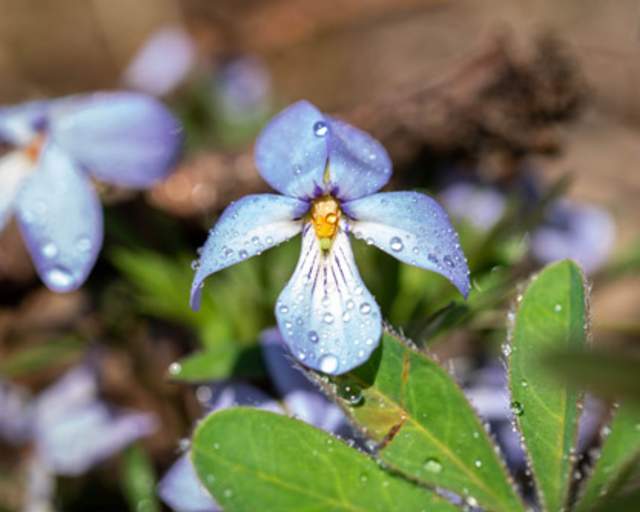 Bird-foot Violet