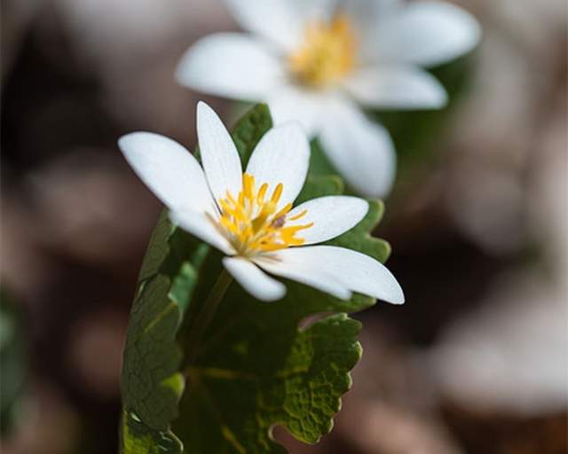Bloodroot
