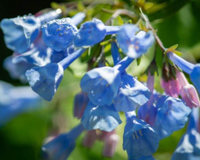Virginia Bluebell