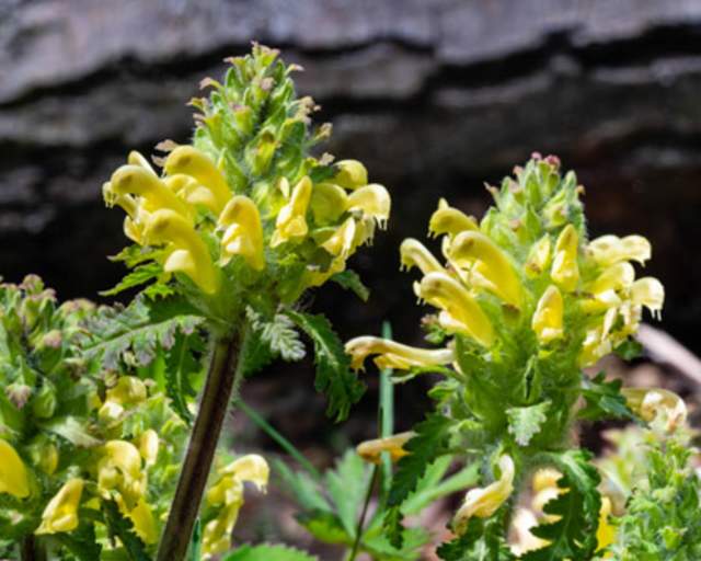 Common Lousewort