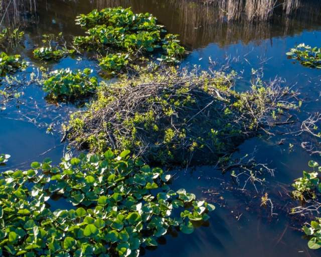 A beaver den at Cowles Bog