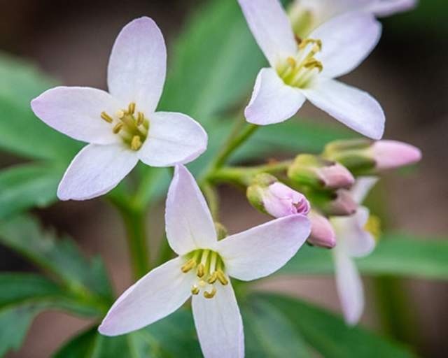 Cutleaf Toothwort