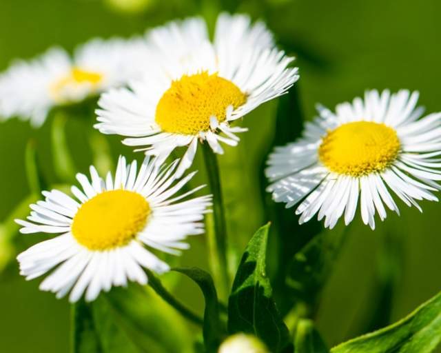 Daisy Fleabane