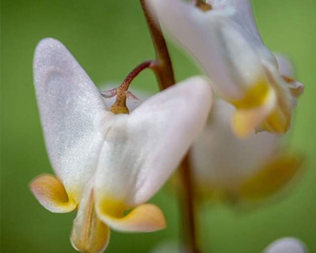 Dutchmans Breeches