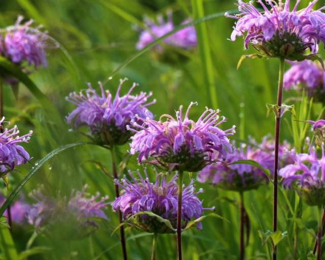 Purple Flowers at Indiana Dunes Indigenous Cultural Trail