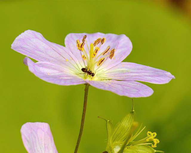 Pollinator at Heron Rookery