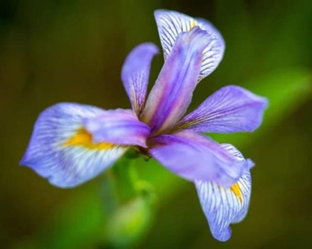 Iris Virginica