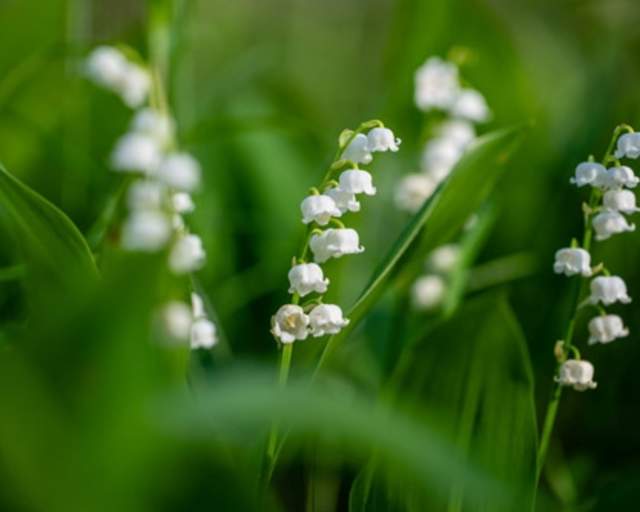 Lily of the Valley
