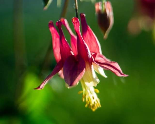 Red Columbine
