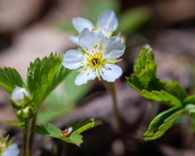 Wild Strawberry