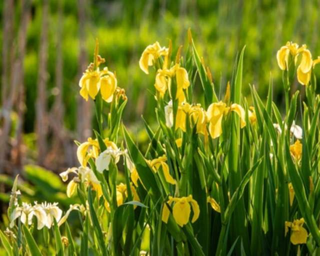 Yellow Iris