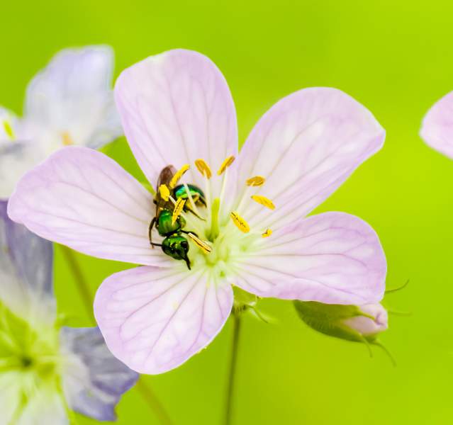 Heron Rookery flower and insect