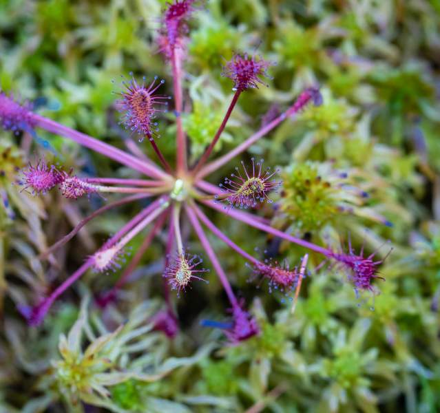Sundew at Pinhook Bog