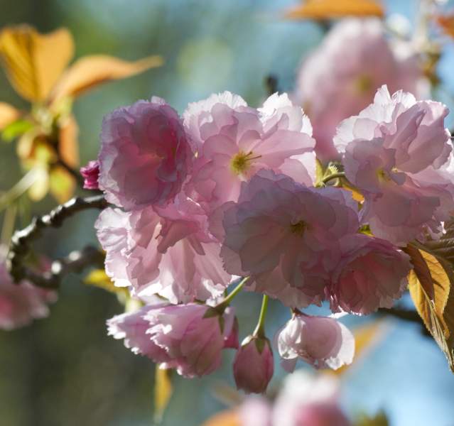 Pink flowers are in bloom on a tree.