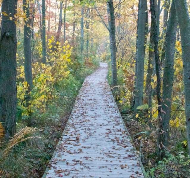 Cowles Bog Trail