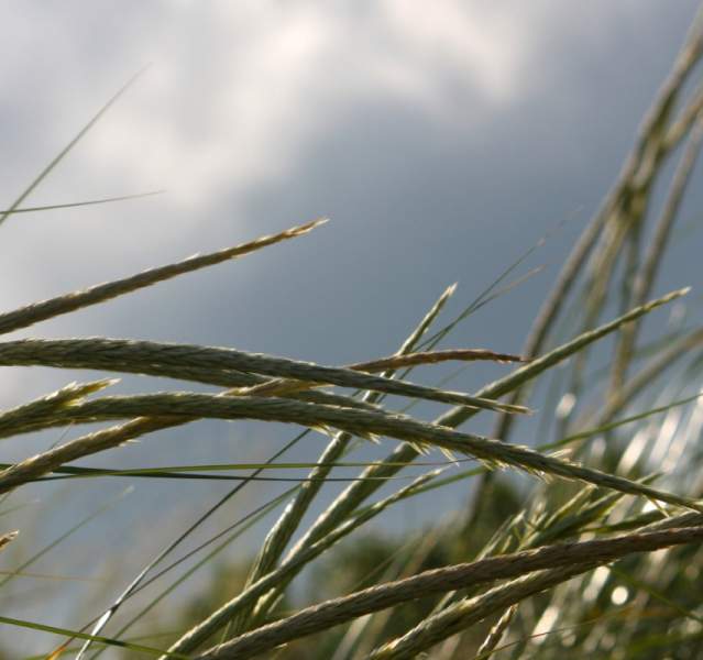 Grass waving in the wind