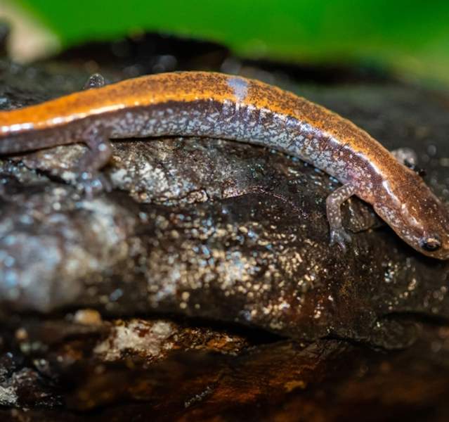A salamander at Cowles Bog