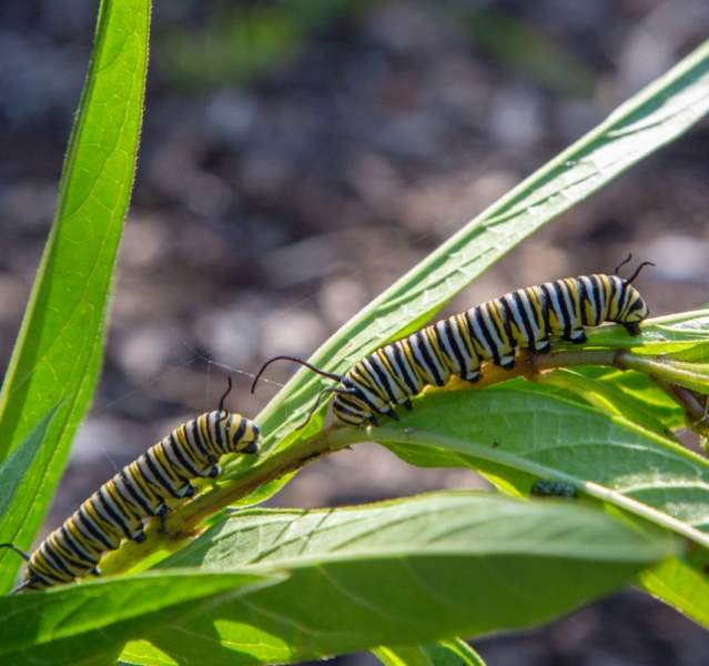 Grass with caterpillars