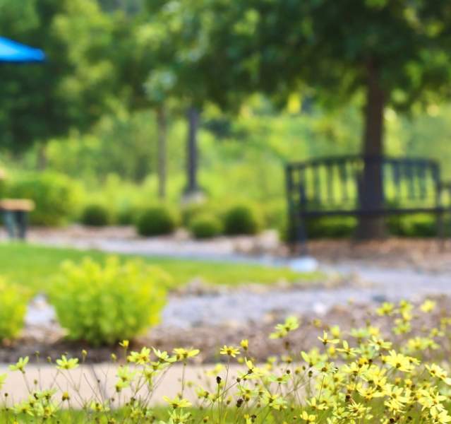 Flowers in foreground of a park