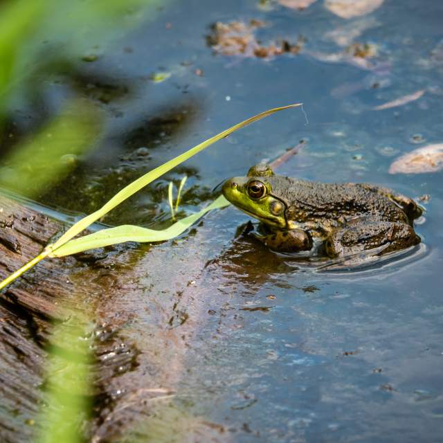 Pinhook Bog Frog