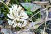 A white fungus with multiple arms sprouts out from the moist ground.