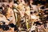 Ferns are just beginning to poke through the ground. They are still shaped like fiddleheads and not yet spread out to be fern-like.