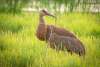 A sandhill crane looks back at something in the distance. It stands in a marshy area with vegetation.