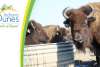 Broken Wagon Bison — Must See & Do | Indiana Dunes