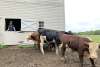 A woman stands in a barn door, looking at a group of cows. The bottom half of the barn door is shut.