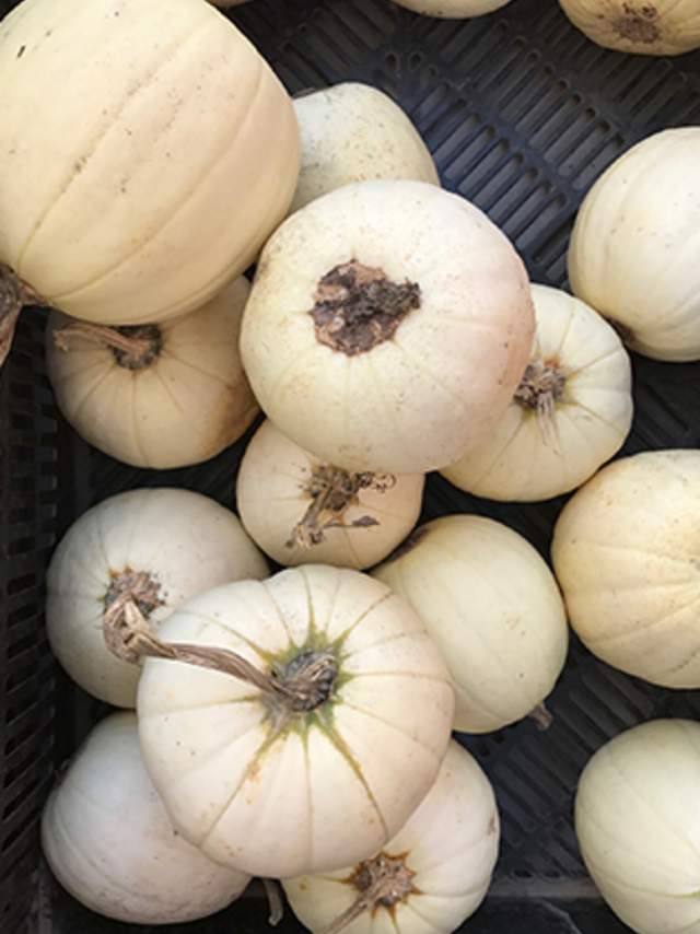 White Melons