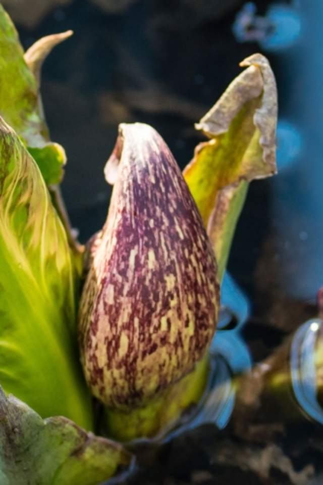 Skunk Cabbage at Cowles Bog