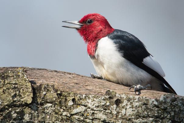 Red-headed woodpecker perched on a tree trunk showing bright red head, black wings, and white body in Northwest Indiana