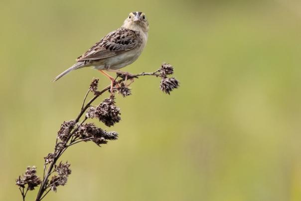 A Grasshopper Sparrow perched on a branch