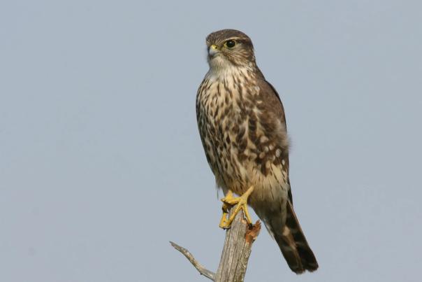 A predator bird sits atop a bare tree.