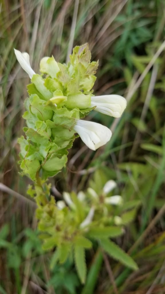 A white flowering plant stands tall against grass in the background.