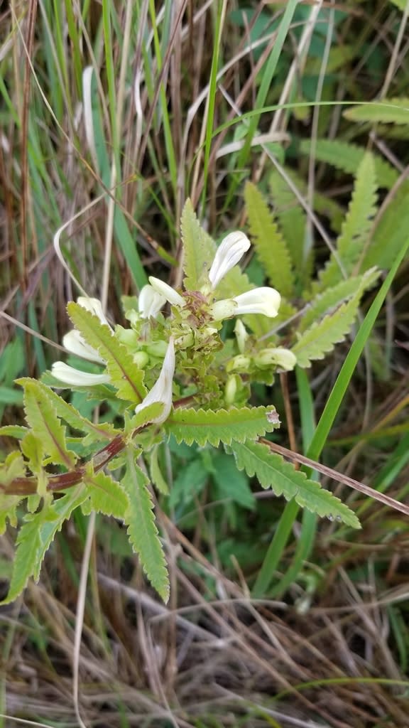 A white flowering plan with green serrated leaves is surrounded by long grass.