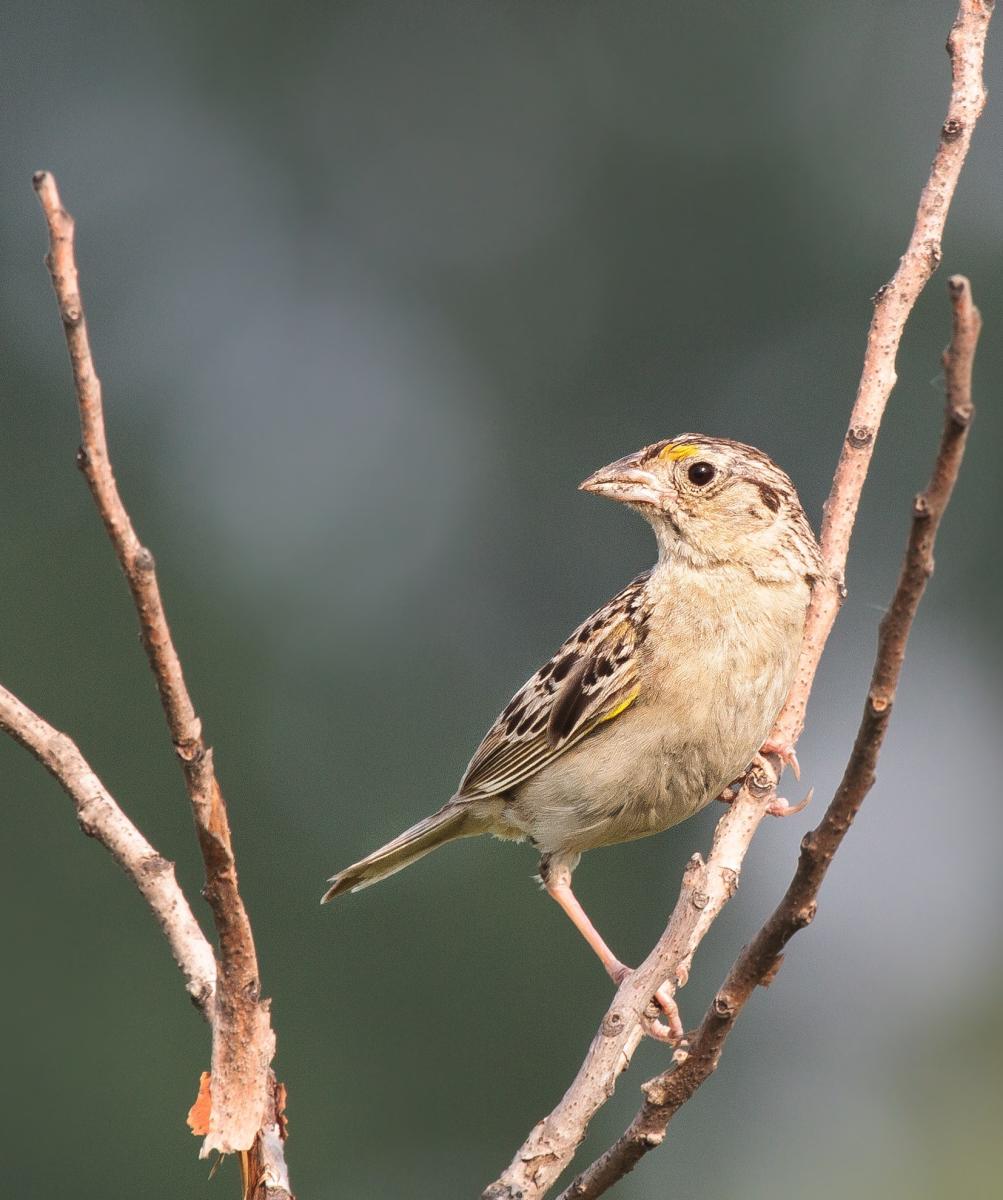 A brown bird perches on a branch while looking to the left.