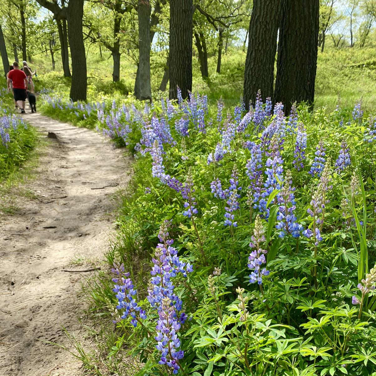 Purple Lupine in bloom at the Indiana Dunes National Park