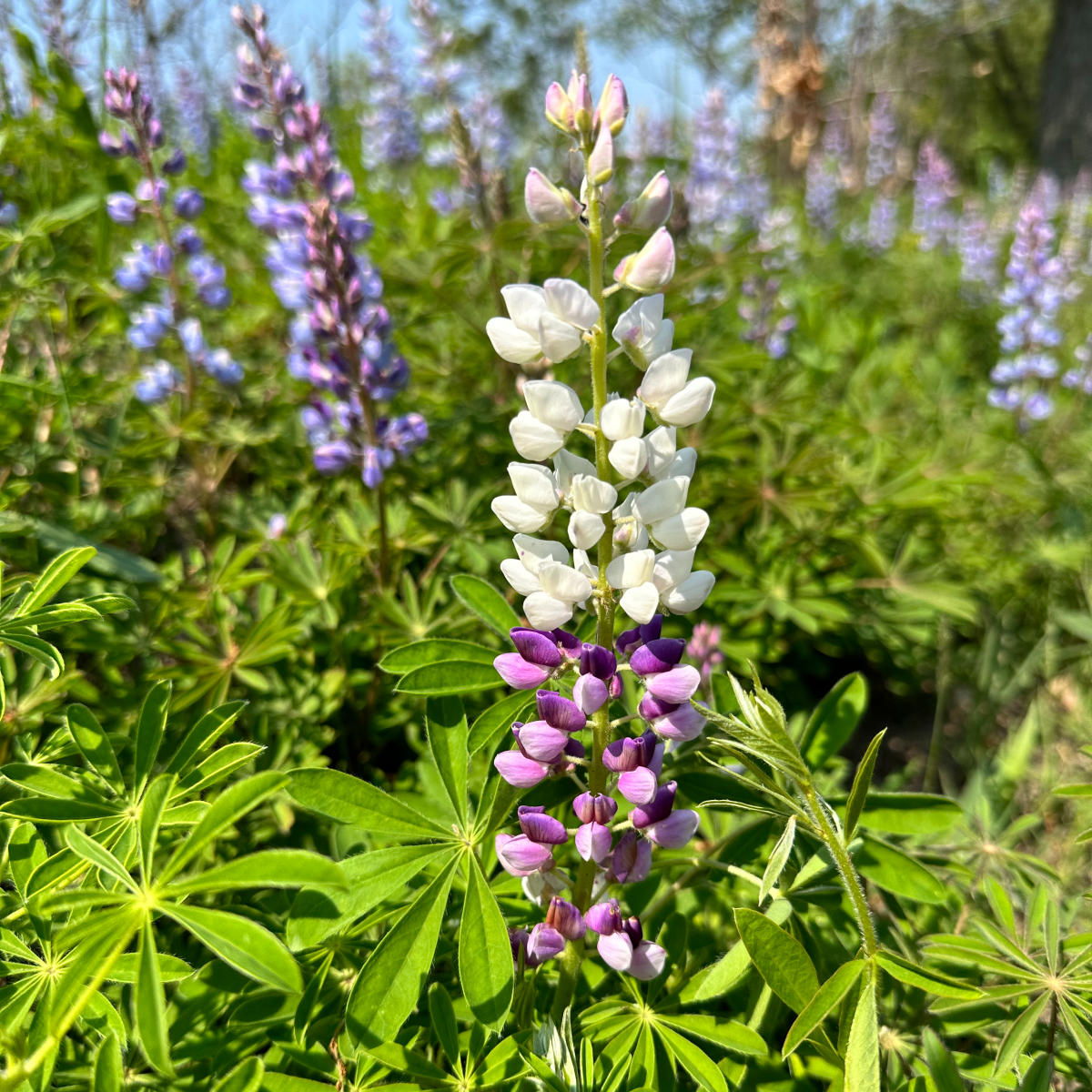 A purple and white lupine at West Beach in the Indiana Dunes National park