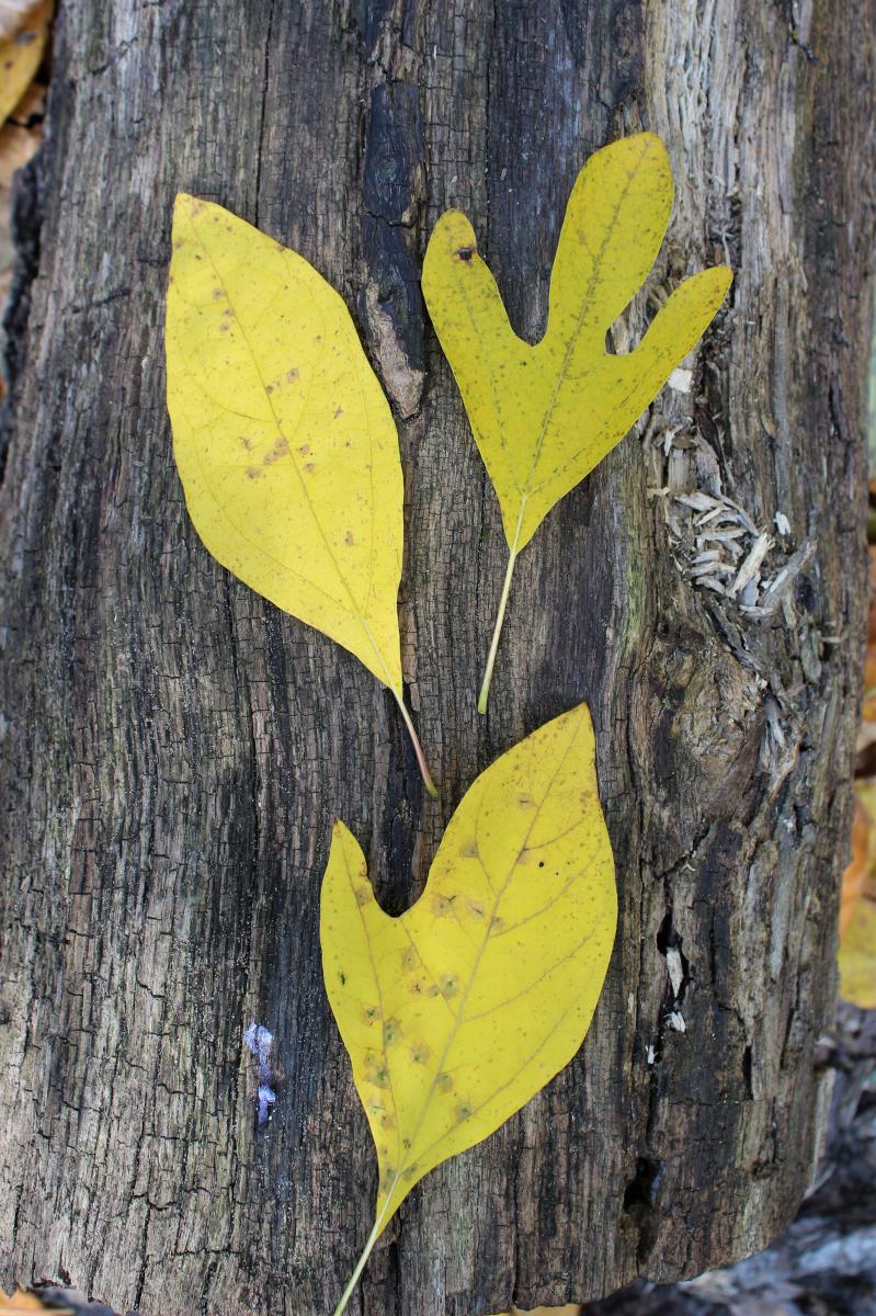 Sassafras leaves