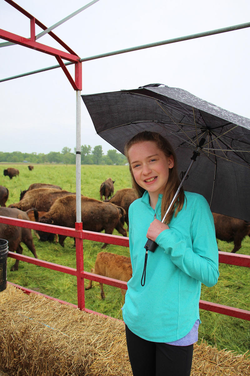A young girl in a turquoise shirt holds a black umbrella. A bison herd is behind her.