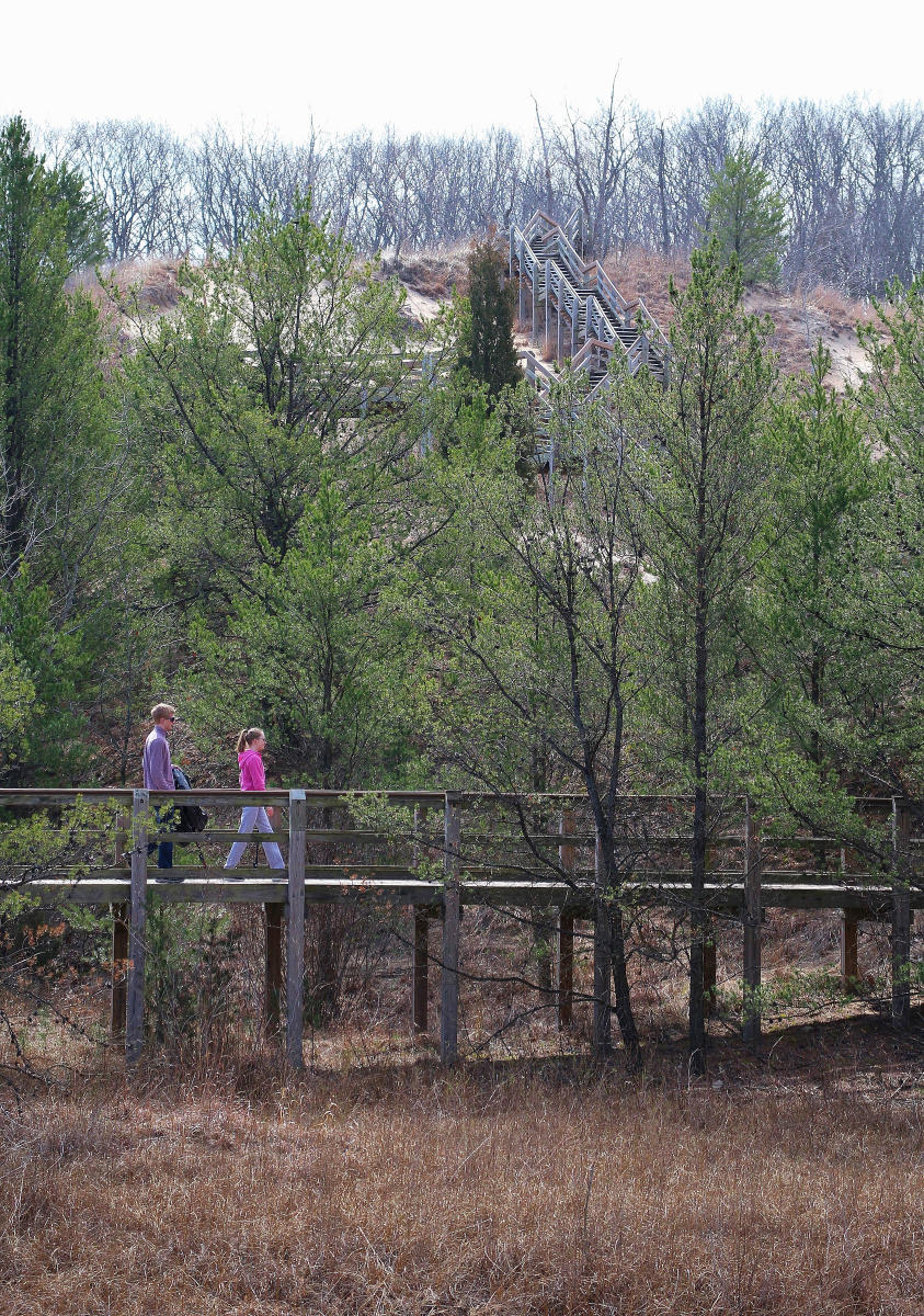 Two people walk along a raised boardwalk. In the background are evergreen trees and an large sand dune.
