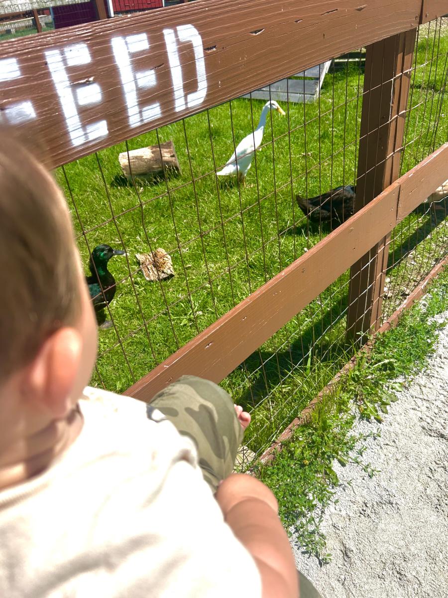 A child in a white shirt and camouflage pants looks over a wooden fence at a white duck and a dark green duck in a grassy enclosure.
