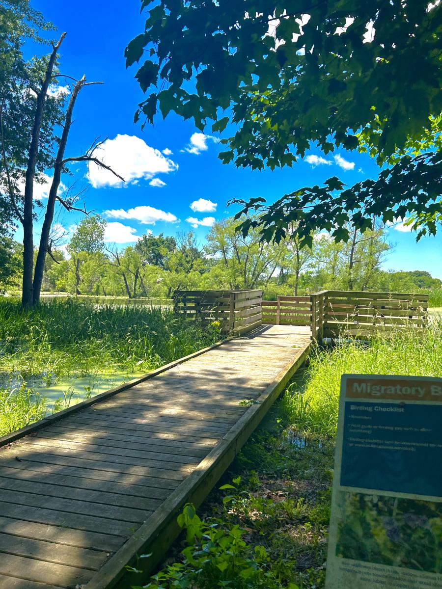 A wooden boardwalk extends over a marshy area with green plants under a bright blue sky.