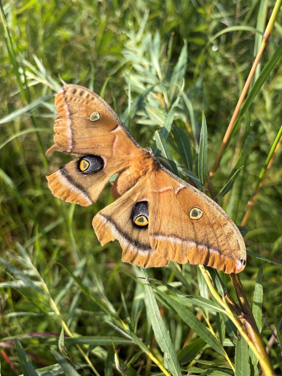 A tan moth with eye-like spots rests on a green plant.