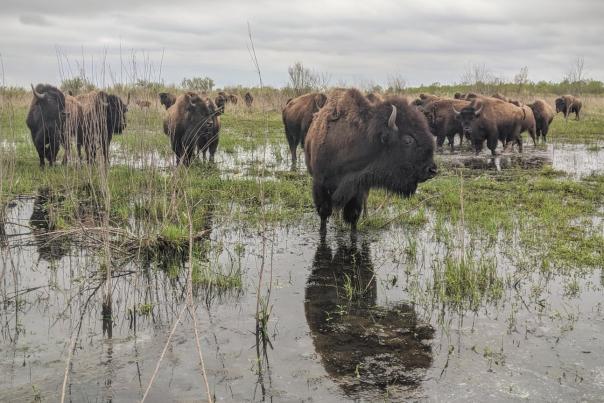 A group of bison stand in a wet field with gray clouds in the sky