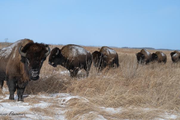 A group of bison stand in a snow-covered field. Brown grasses poke through the snow.