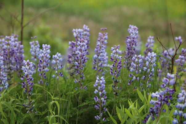 Lupine at West Beach